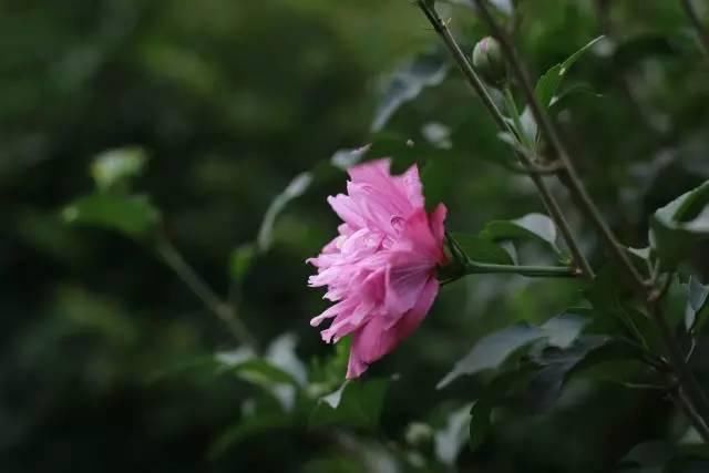 茶山|他把园子建在茶山下，归隐入林，沏茶闲聊，生活自然、安静、惬意