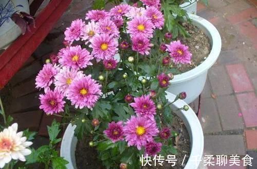 养花|养“2种花”就够了，个个开花爆盆，一年四季开花，值得养