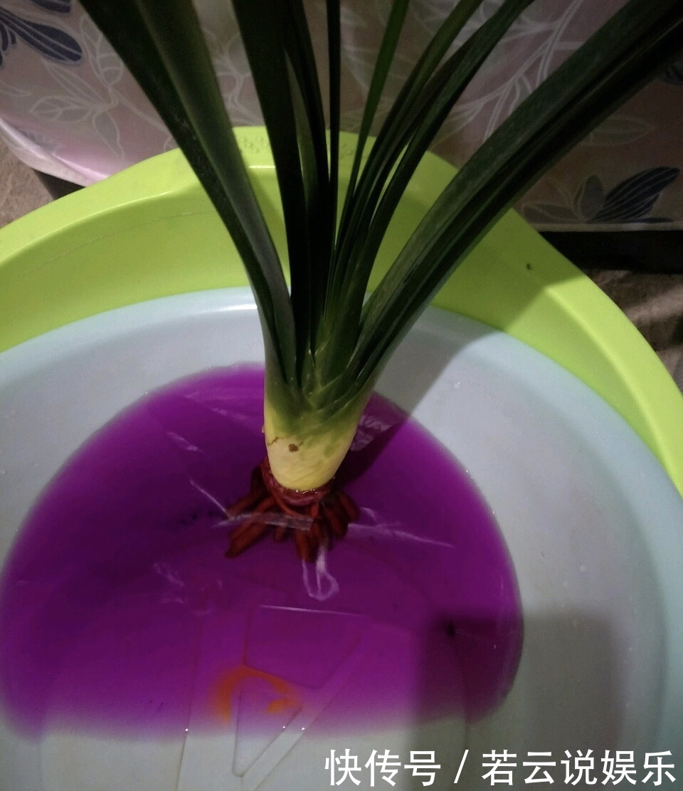 此“药片”谁家都有,秋天养花来1片,吊兰、绿萝“疯长”