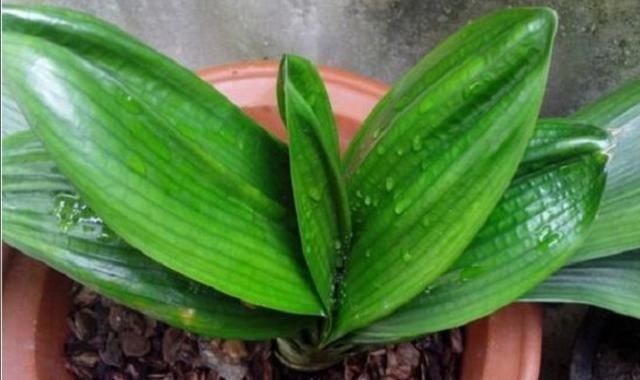 植株|君子兰叶子出现褶皱，3个方面没有做好，应及时改正