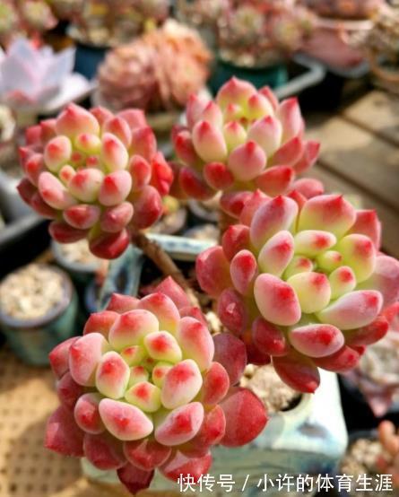 人见人爱的1款高颜值多肉，叶片饱满鲜艳，养成群生小老桩