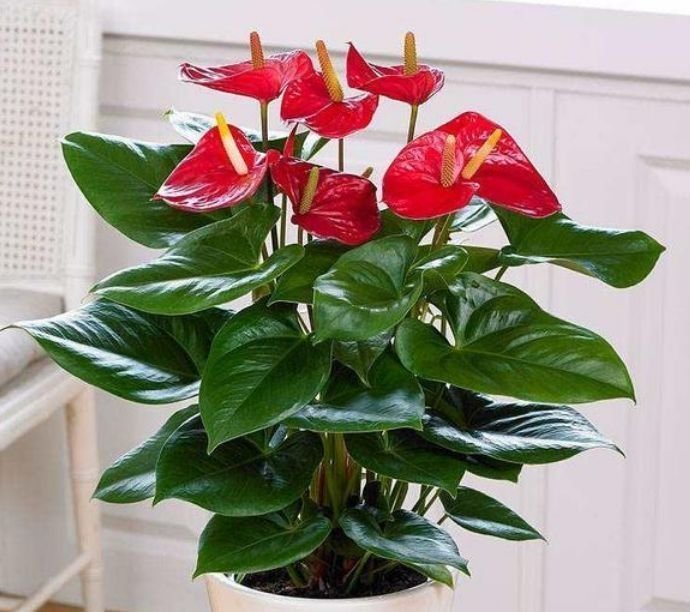 4种花养家里，福旺运旺财更旺，招财又纳福，谁养谁喜欢