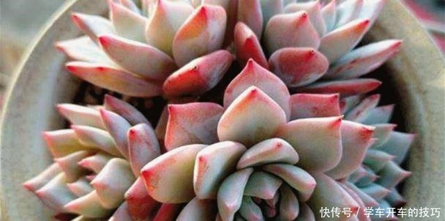 新手春养多肉“3诀窍”,学会就不怕“夏化水”、“冬冻伤”了!