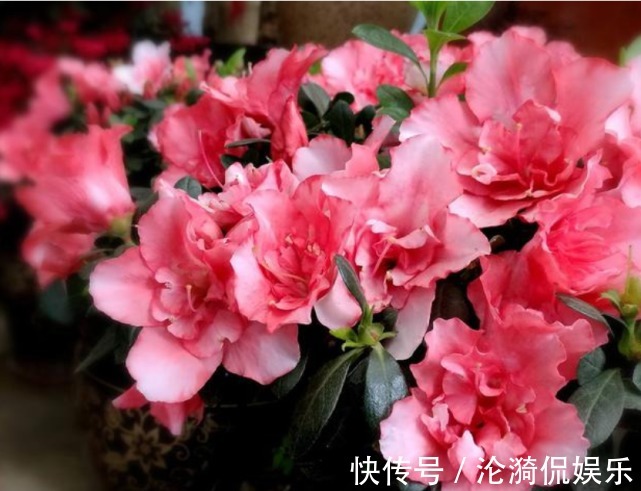 西洋杜鹃|3种“忘忧花”,一养就“上瘾”,好养易爆盆,花美心情好!
