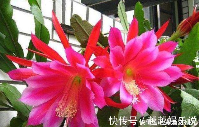 花期|4种香水花,开花漂亮、花期长,浇水就疯长,开花爆盆很容易