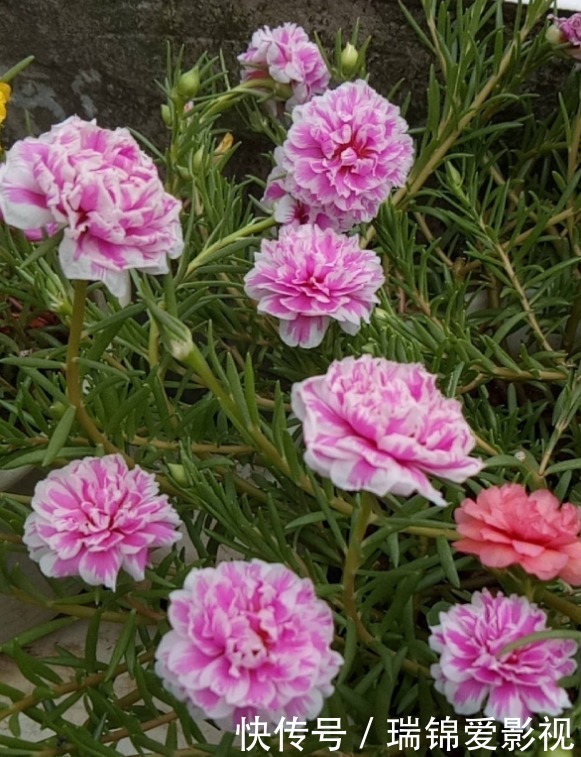 死不了的花,枝条沾土就活,从4月开到12月!