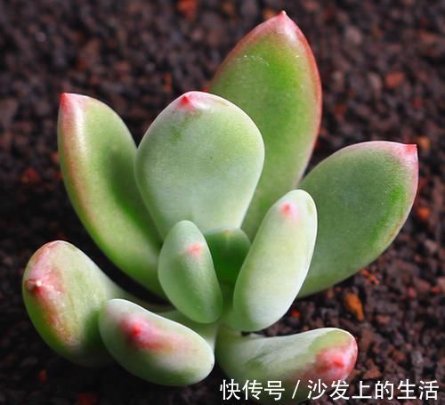 多肉中的 美人系列 这六种是代表 养护简单颜值高 适合新手 粉紫色 多肉中的 美人系列 这六种是代表 养护简单颜值高 适合新手 粉紫色