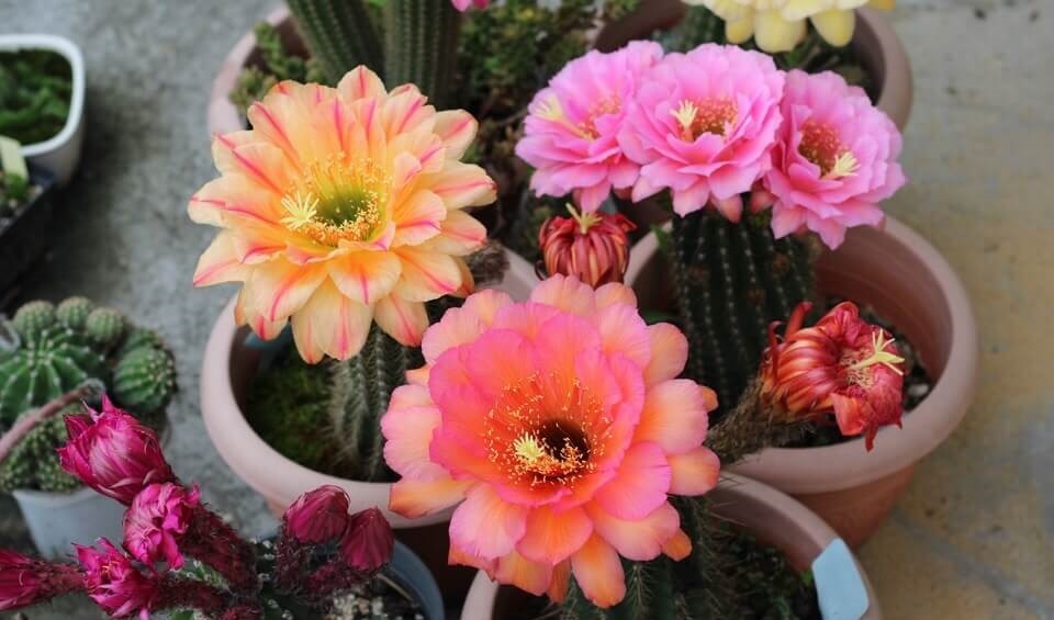 60岁的他,退休只养仙人球,10个品种,开花比月季还漂亮