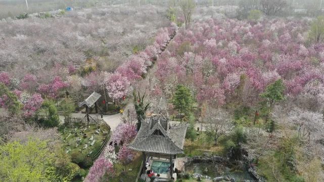 3月，鄢陵最美的地方！