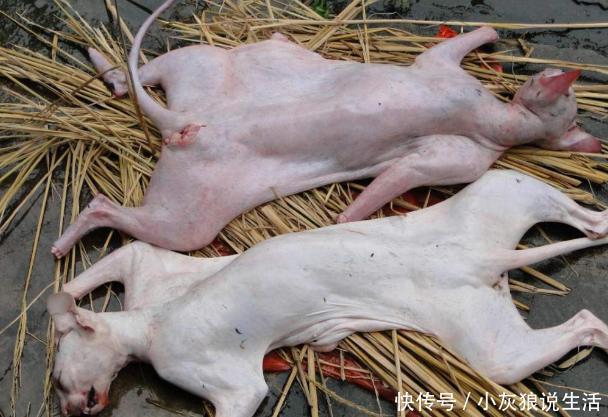 答案|中国人为何不吃猫肉?原来李时珍早就告诉我们答案,古人试过