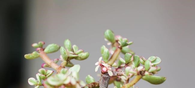 养多肉雅乐之舞，做好5要点、注意3事项，叶片嘭嘭肥起来，美极了