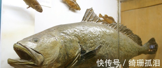 渔民捕到“天价鱼”卖出347万高价,一夜暴富,是什么鱼呢