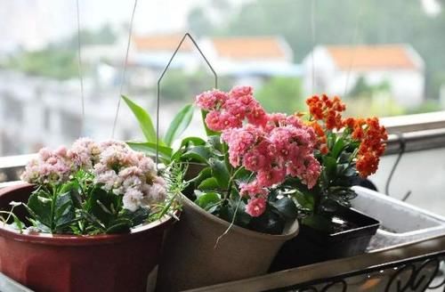  误区|远离这些养花误区，啥花都能养爆盆！