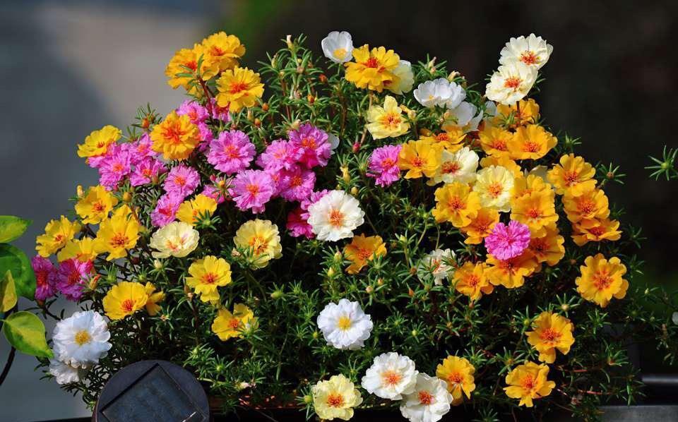 新手|家家户户都能养得6种“耐热花”,天气越热越开花,新手也能养好