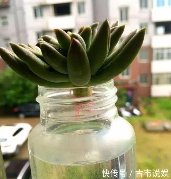 别人扔的多肉，他非要捡，最后照样也能养爆盆！
