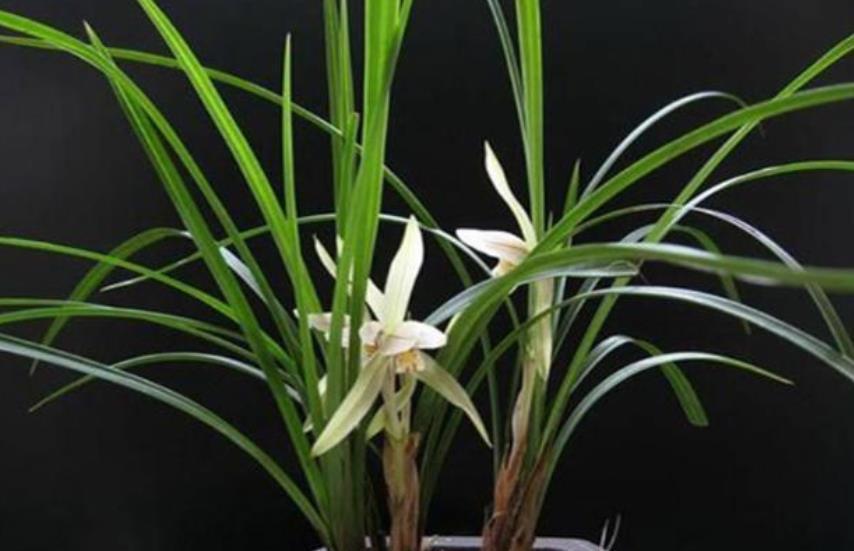 新手花友给兰花换盆，提前了解5个要点，根壮叶绿长势旺