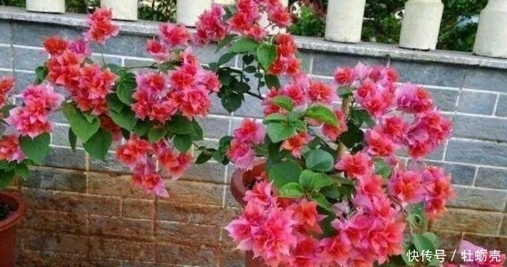 施肥|想要养好花,记住1句话,10种盆栽都能用,养1盆爆1盆!