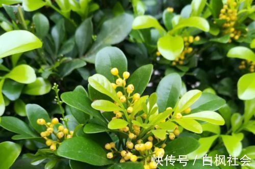 蓝雪花|4种漂亮花，一样的喜好，同时管理不要偏心，开出小花园！