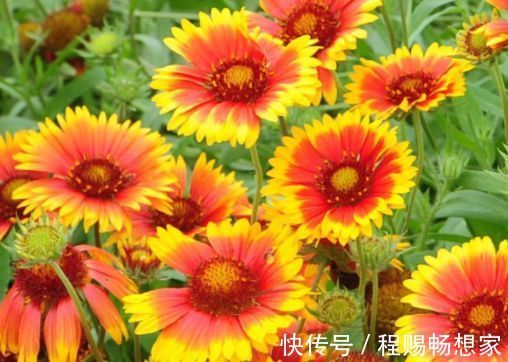 藤本花卉选“格拉汉托马斯”,全年开花,花量巨大,阳台变花园