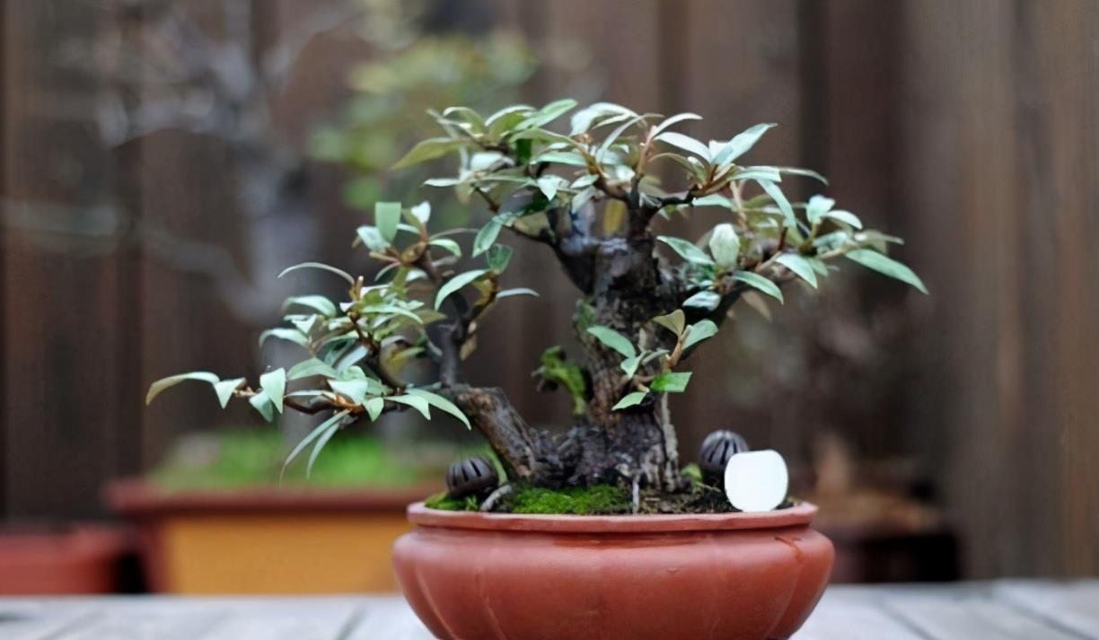 挑战用树桩打造盆景，满足这3要求，个个美如画、增值不少