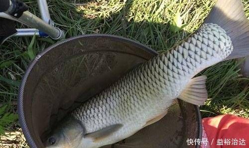 经验丰富|经验丰富的老渔夫,大多用这种方式钓草鱼