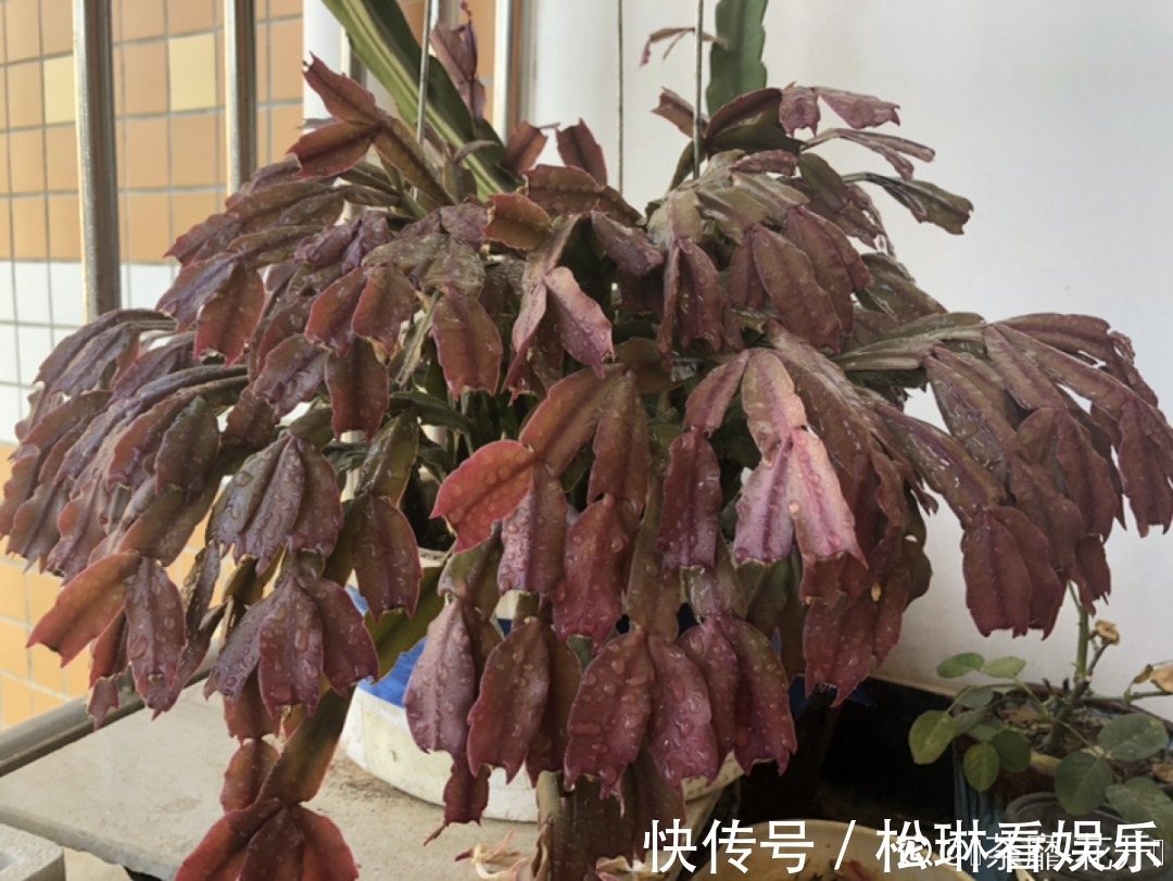 休眠|家里有这7种花,少浇水、不能晒,天热要休眠!