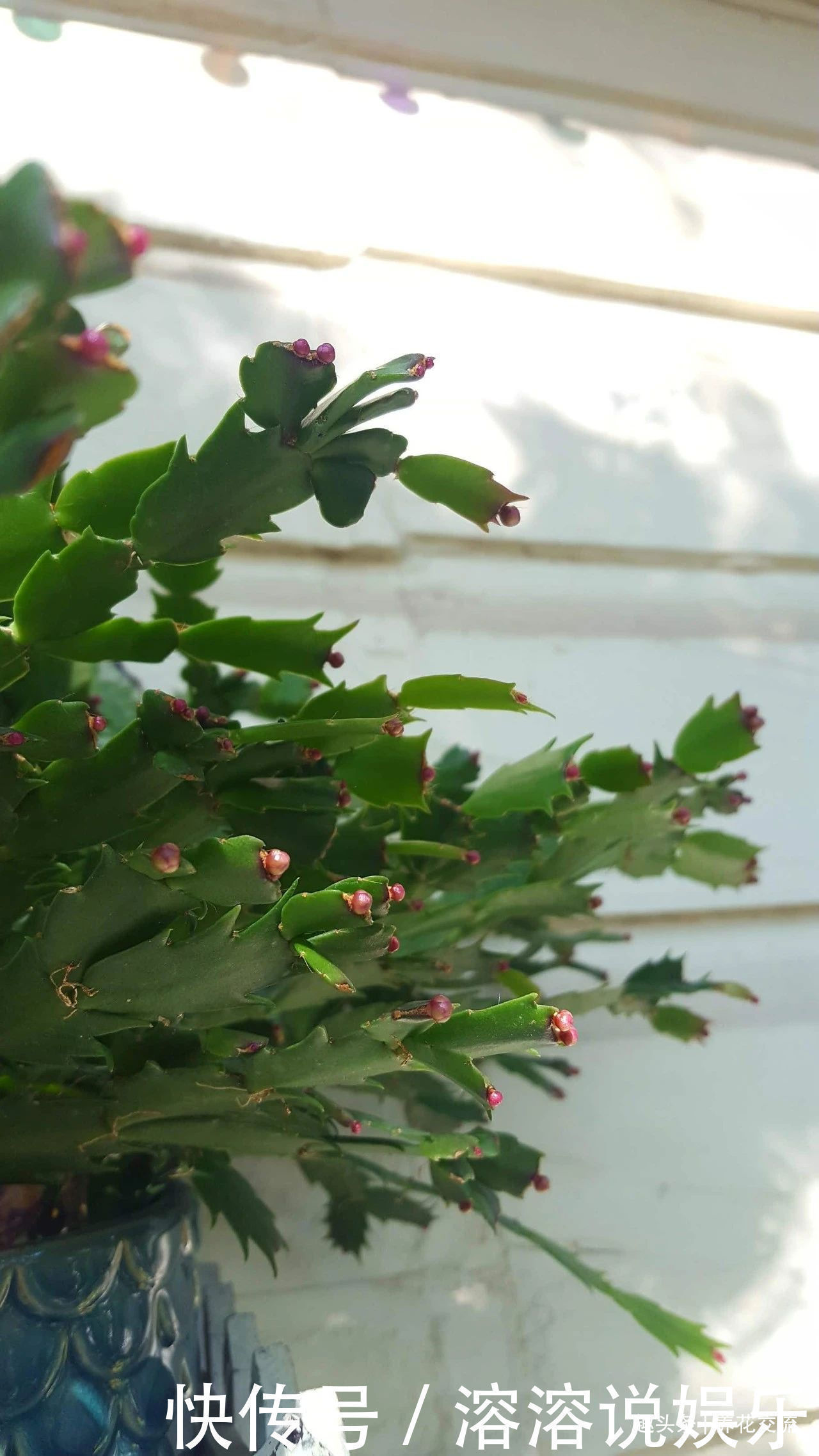 花盆|养盆栽蟹爪兰掌握10点就足够,看完就知道为啥叶子干瘪、不开花