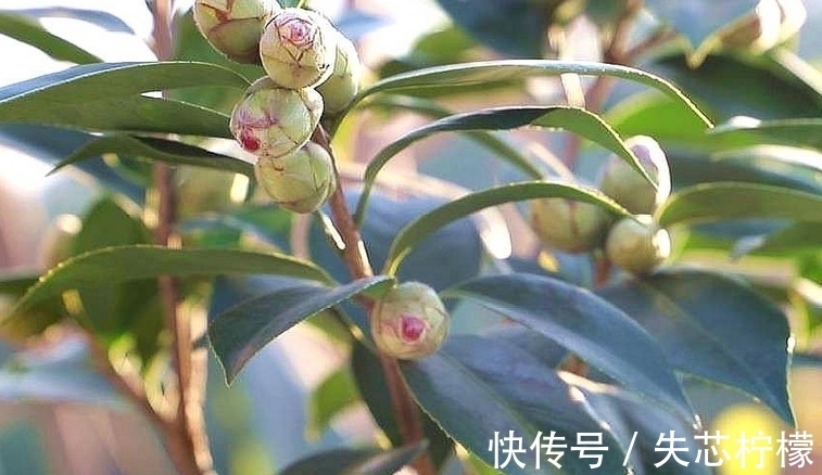 茶花怎样养才能一年比一年开花多,正确疏蕾和追肥必不可少