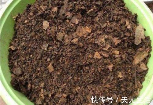 营养土不用花钱买，自己制作的“营养土”，养啥花都旺