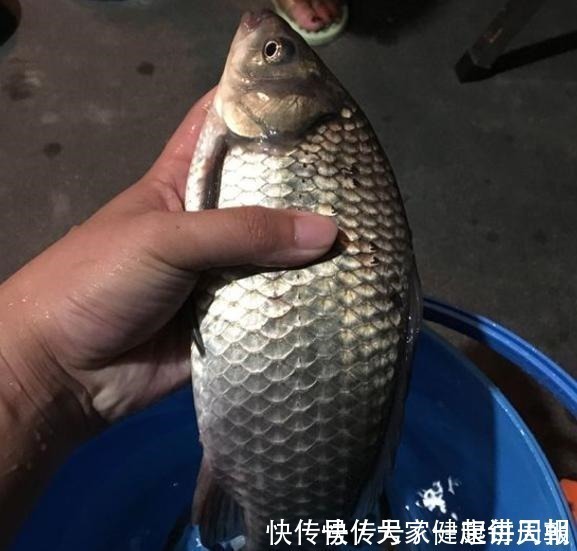 味道|你泡的酒米为啥不上鱼不搞定这些细节,大板鲫是不会咬钩的