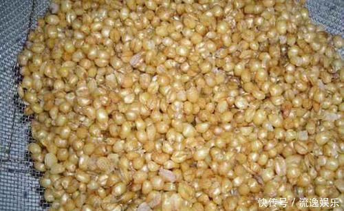 麦粒做钓饵的三种方法,清香又甜酸,春夏秋钓鱼更加有效