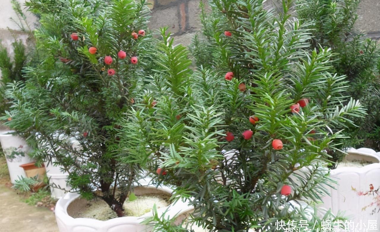 “熊猫”植物红豆杉,价值高价格贵,家里栽一株,美观又大气