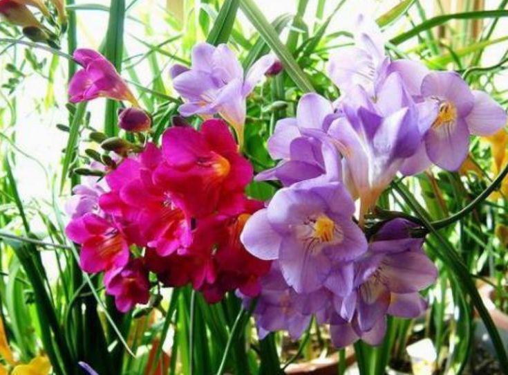 家有小院,试试这款植物,花期超长,花长得越旺,枝头长满花苞