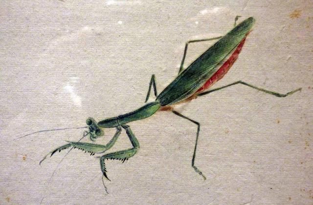 草虫@齐白石画的小虫子,放大5倍以上欣赏,翅膀上的脉络真实细腻!