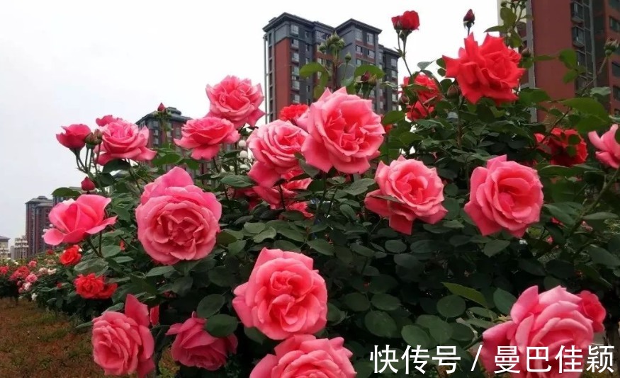 光照|3种“向阳花”喜欢晒太阳,光照不足,劝你不要养!越养越差劲!