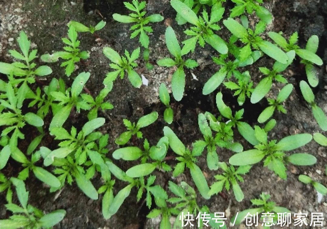 凤仙花|10种花开完不要剪,等20天之后,1盆变多盆