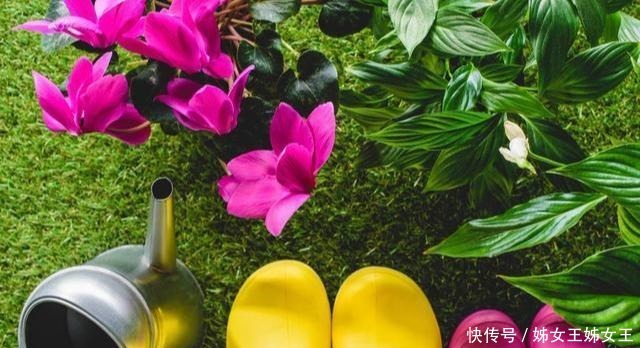 枝繁叶茂|磷酸二氢钾,喷叶子好还是灌根好看一眼就能明白,别弄错了!