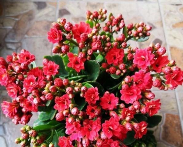 养长寿花,记住2个配土“原则”,不烂根长得旺,次次开花都爆盆