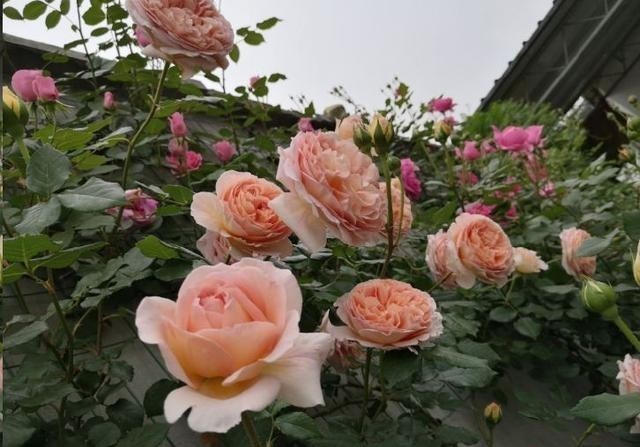 苞长|月季花苞长雀斑怎么回事?当心整个花苞霉烂!