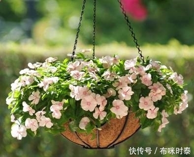 这4种盆栽,专门养室内,越贱养长的越好,很适合懒人养哦