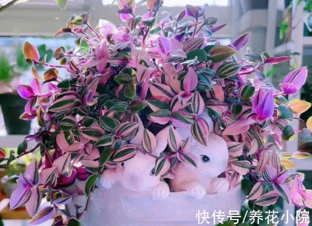 肾形草|3种花，好养又漂亮，叶子比花还美