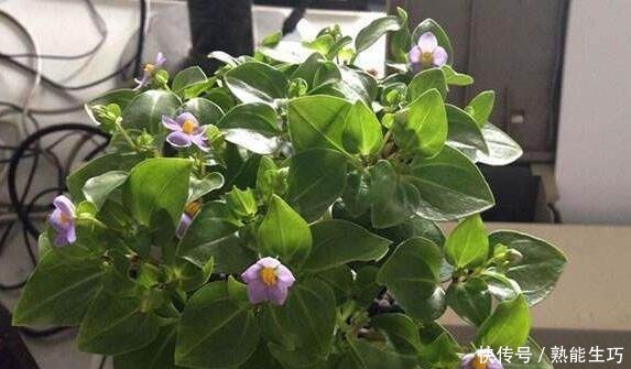 总是睡不好养这4种花,家里空气一级棒,一家老小睡得香!