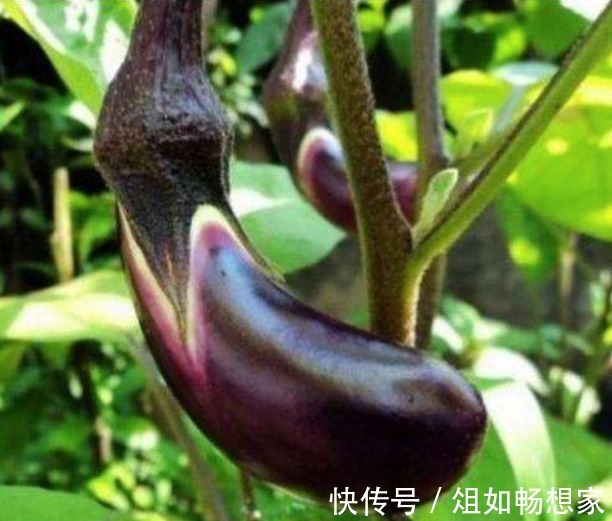 茄子蒂别再扔掉了,教你茄子蒂妙用,用打火机烧一烧,实用又省钱