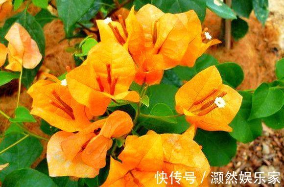 花盆|喜欢菊花,不如养盆“三角梅”,盛开的花盆,绚丽多姿