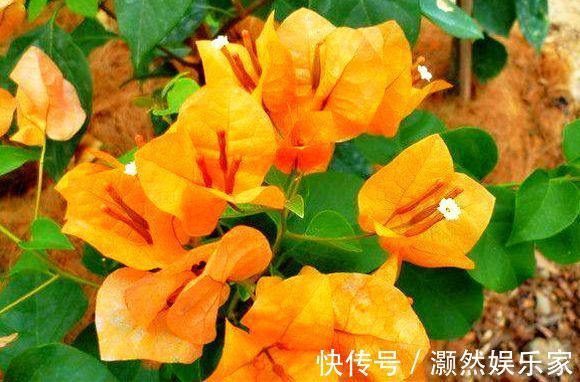 花盆|喜欢菊花，不如养盆“三角梅”，盛开的花盆，绚丽多姿