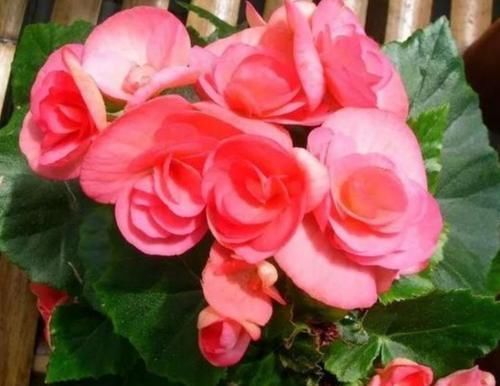 花期最长的盆栽,家里养一盆,全年有花开,观赏性强,新手也能养