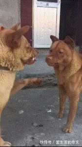 |搞笑GIF:这位姑娘想过年前谈个恋爱,要求很过分吗?