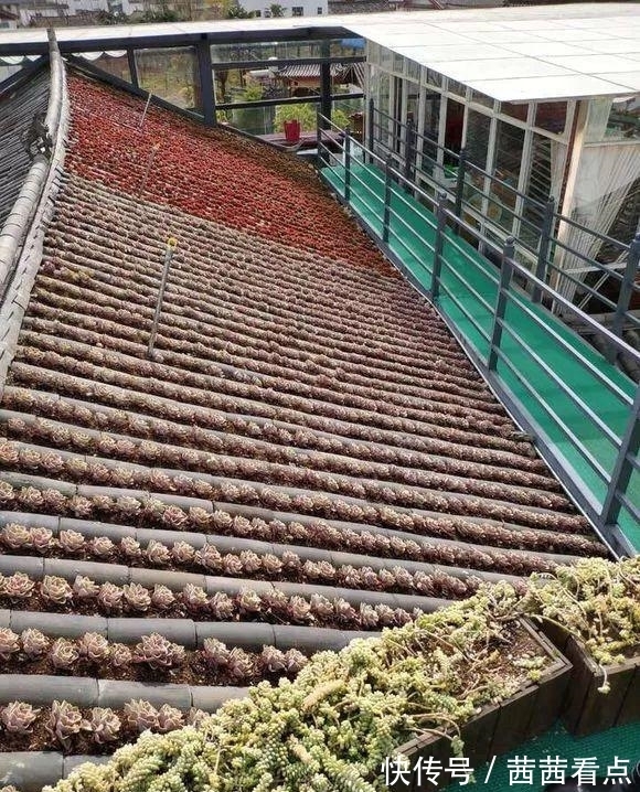 张大姐养多肉, 连屋顶也不放过, 8年种了3万棵!