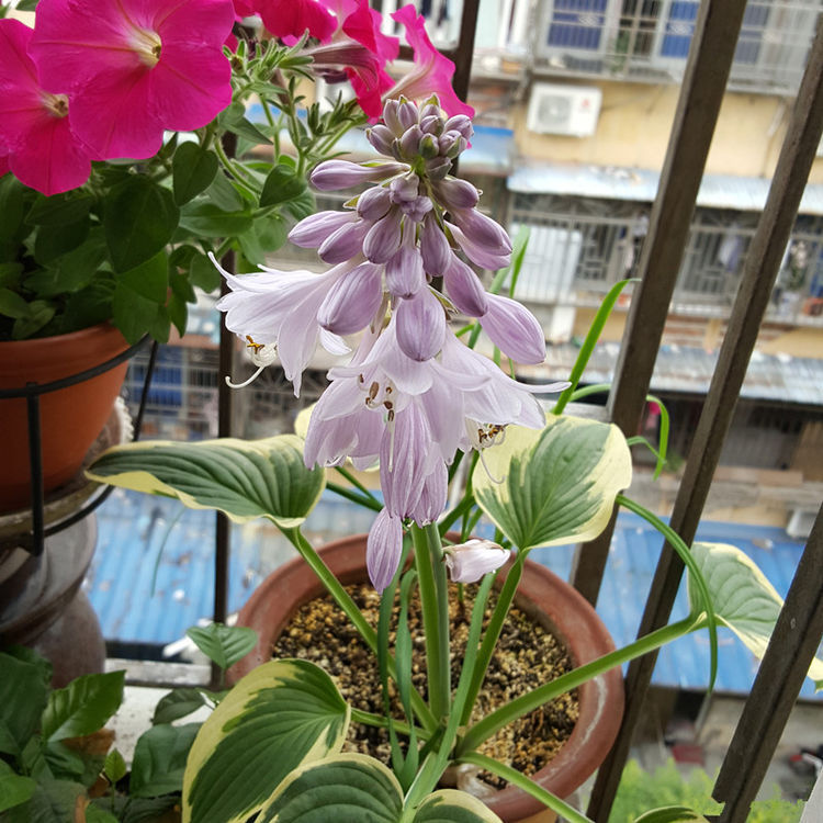 长寿花|6月13日开始，养花试试这几款，家里美成小花园，长势旺盛开花美