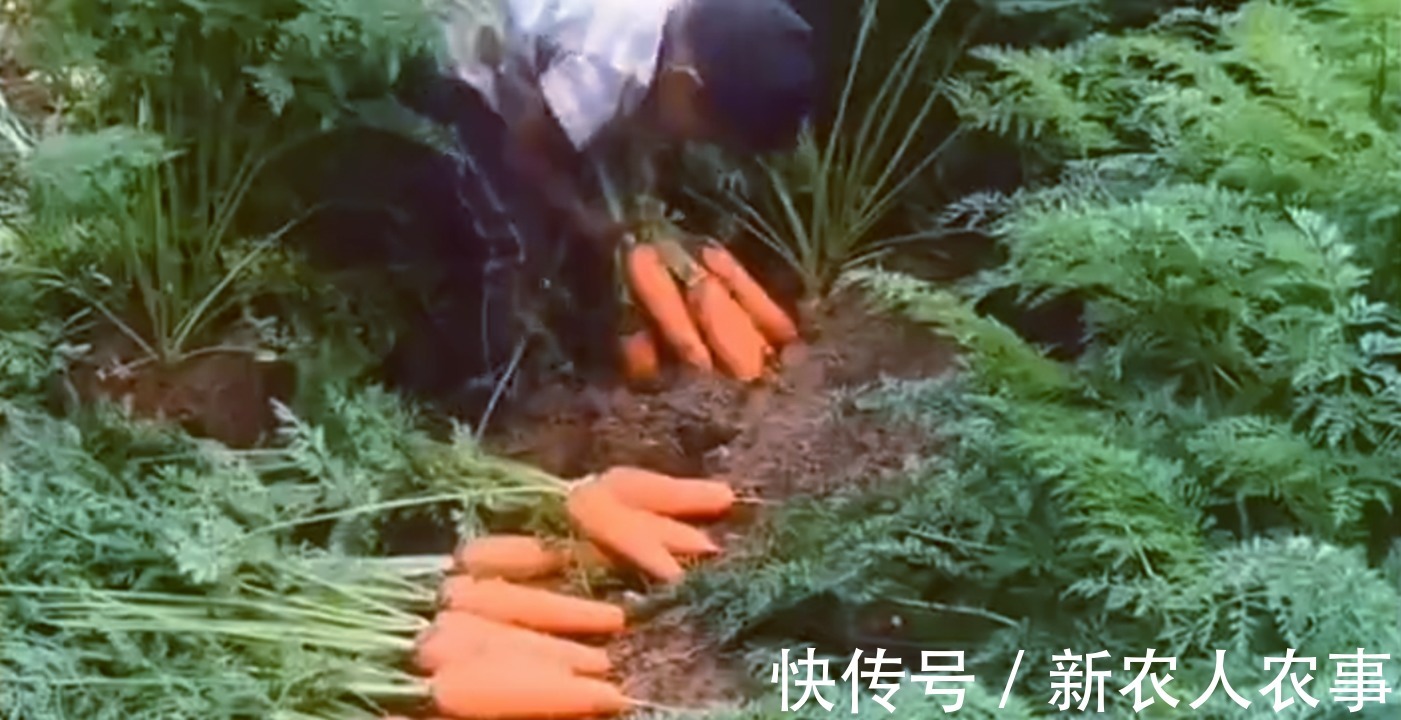 垫脚石|山东一小男孩火了,动作麻利地帮大人干农活,父母却欣慰又心疼